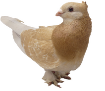 A link to information about My Pigeons