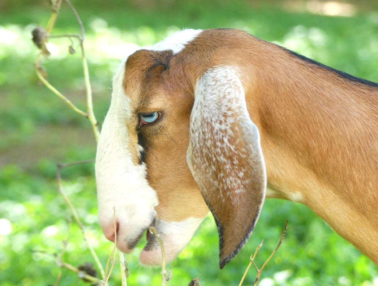 A link to information about My Goats