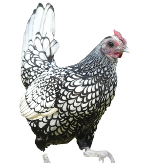 A link to information about My chickens