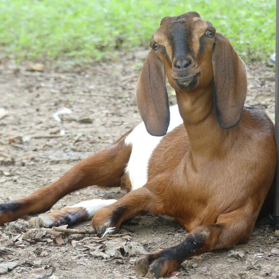 A link to information about My Goats