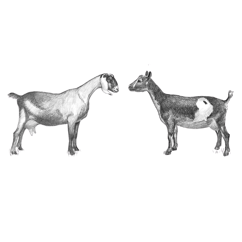 Two pieces of honeycomb shaped soap